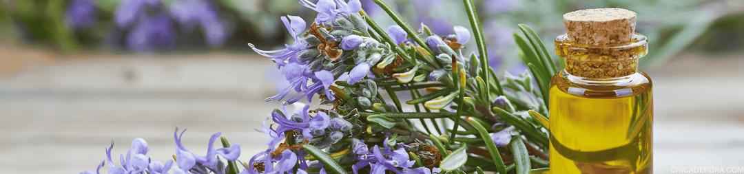 Dilute Rosemary Oil for Hair Growth