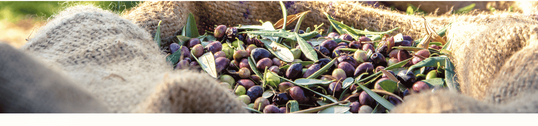 Is Olive Oil Good for Hair Growth?