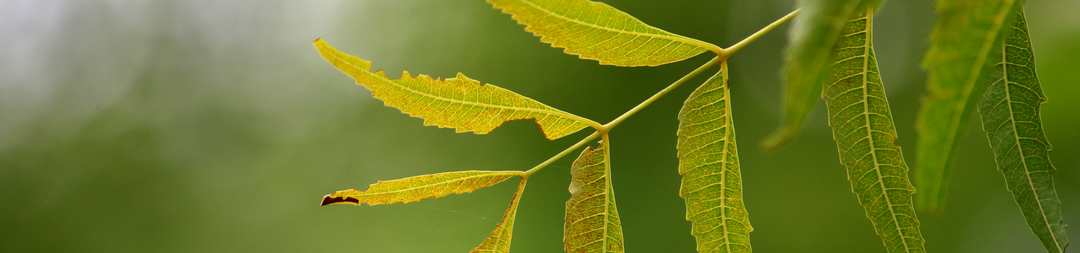 How to Use Neem Oil on Plants