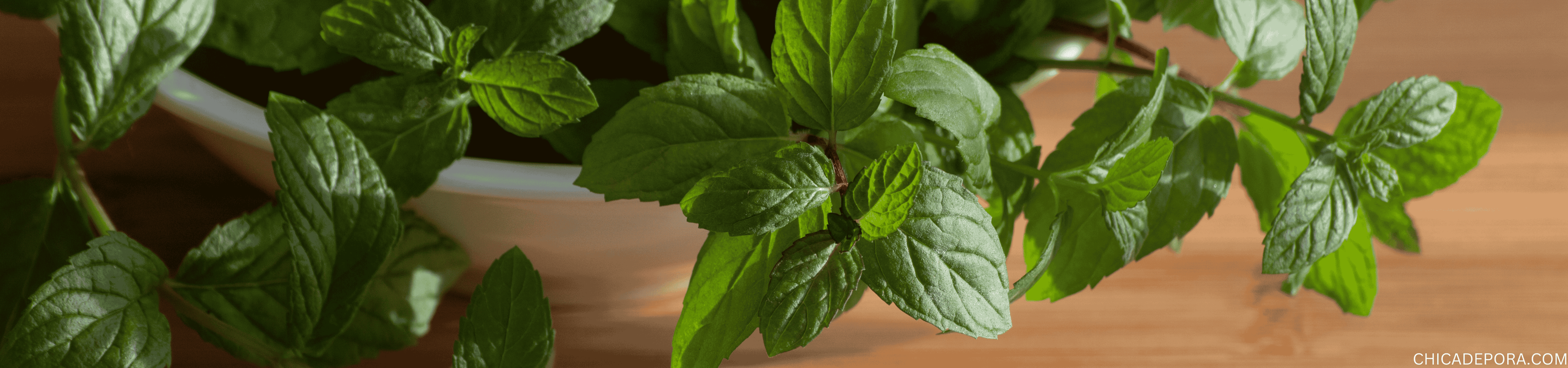 Best places to buy peppermint oil 