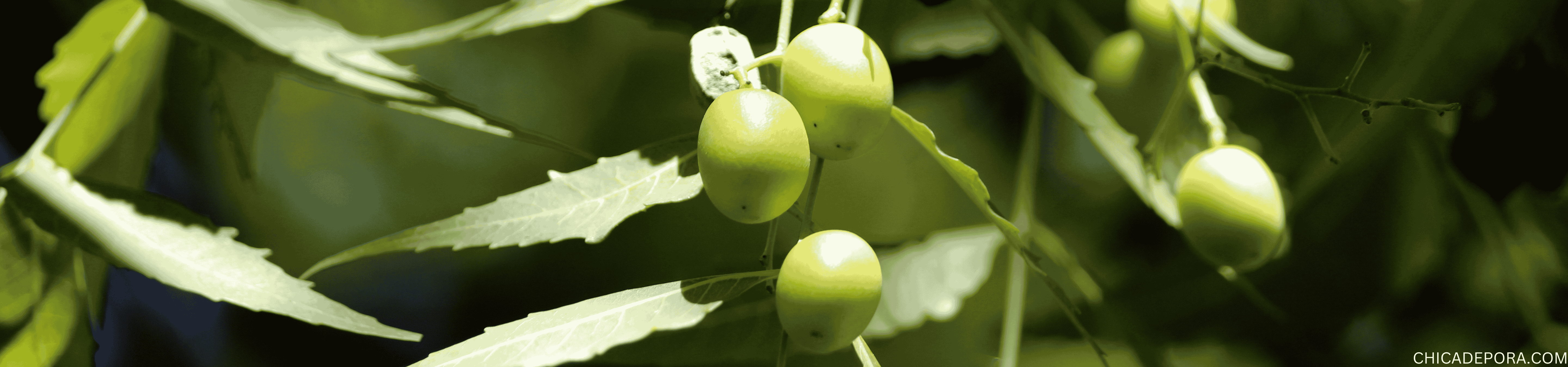 Neem Oil and Cats