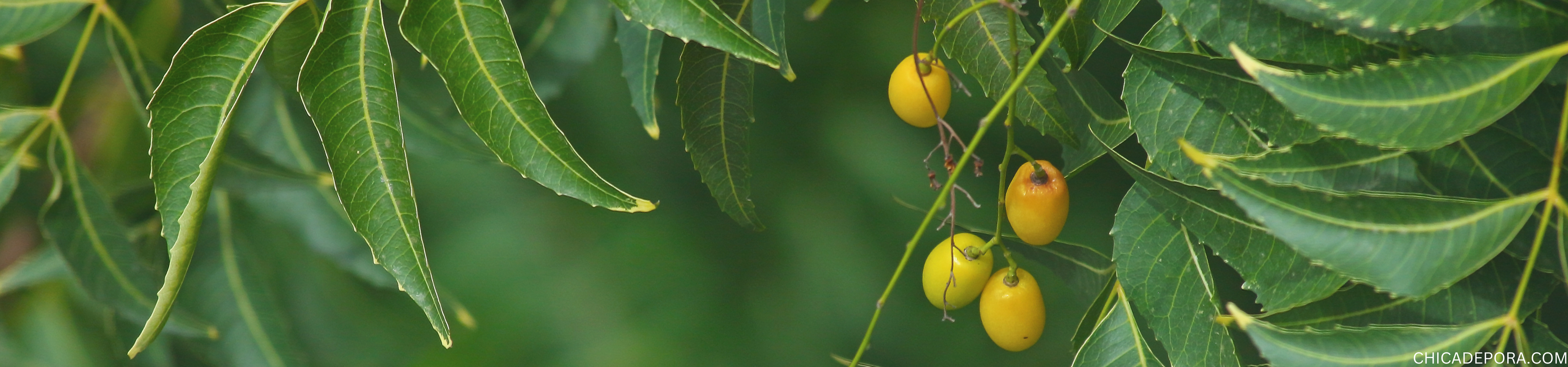 Does Neem Oil Really Kill Ants?