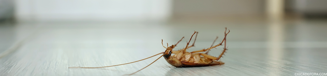 Peppermint Oil to Repel Roaches